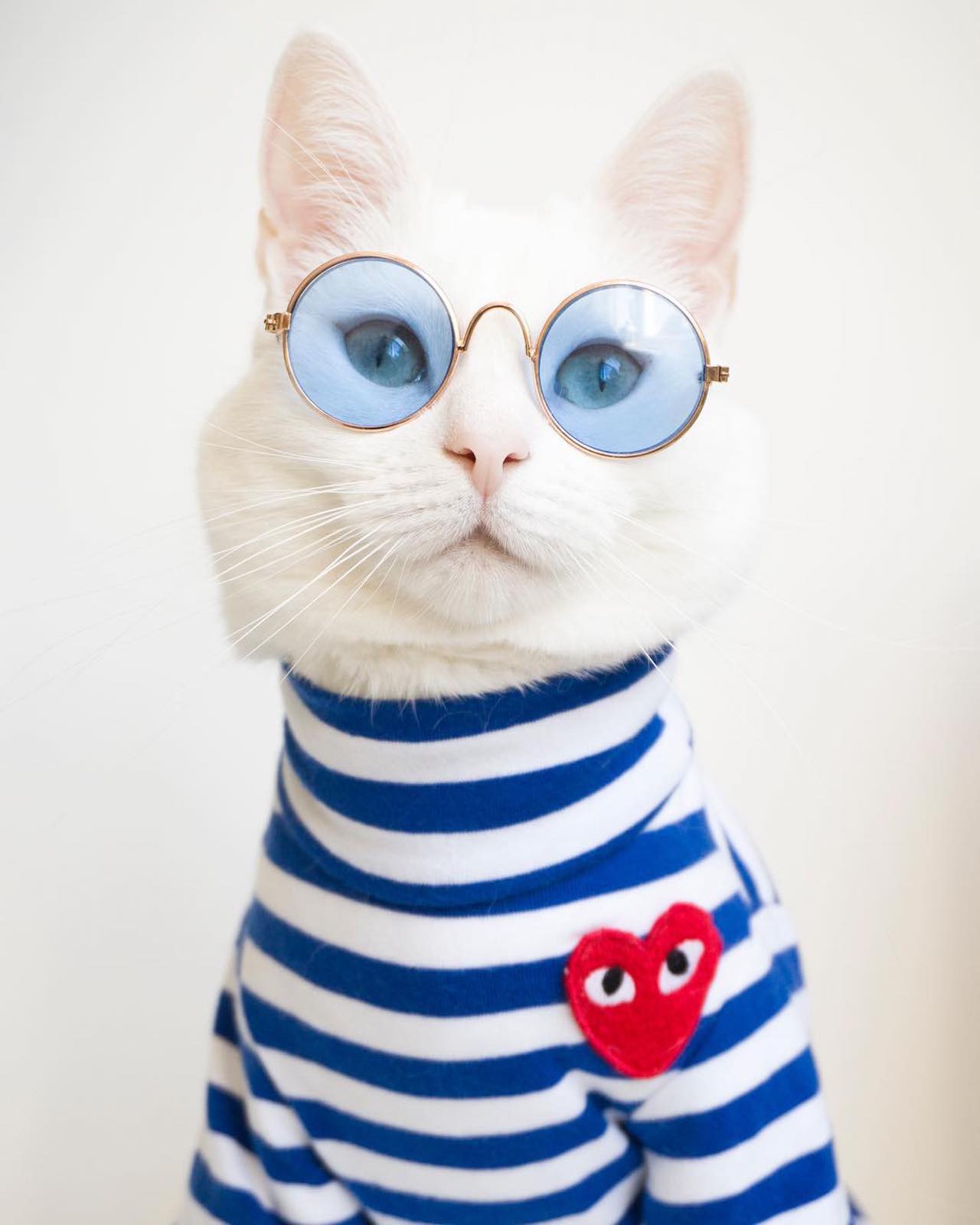 Стильная кошка. Стильные коты. Модные коты. Модные котики в очках.